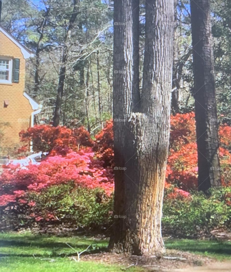 Azaleas 