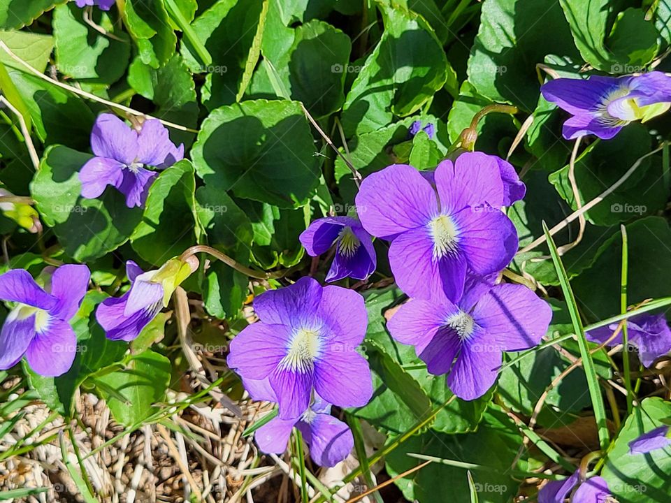 purple viola