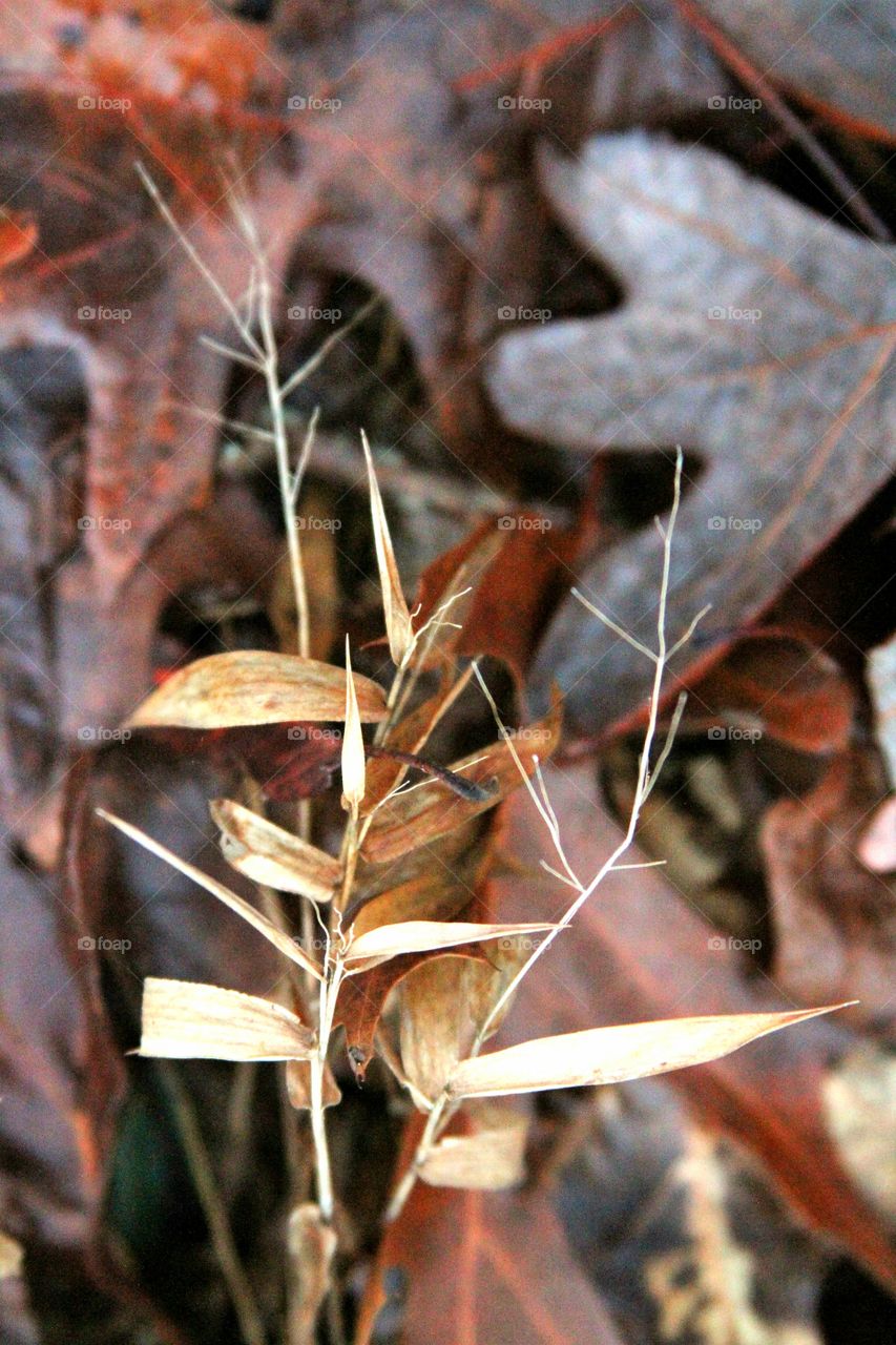 the beauty of a dried weed