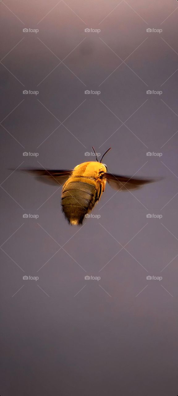 bee