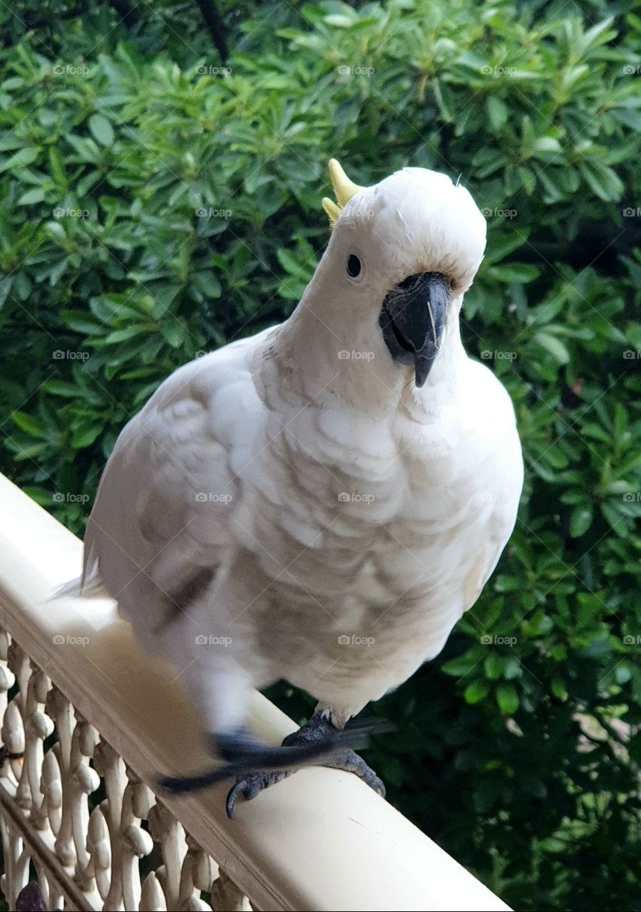 Yellow Crested Cockatoo