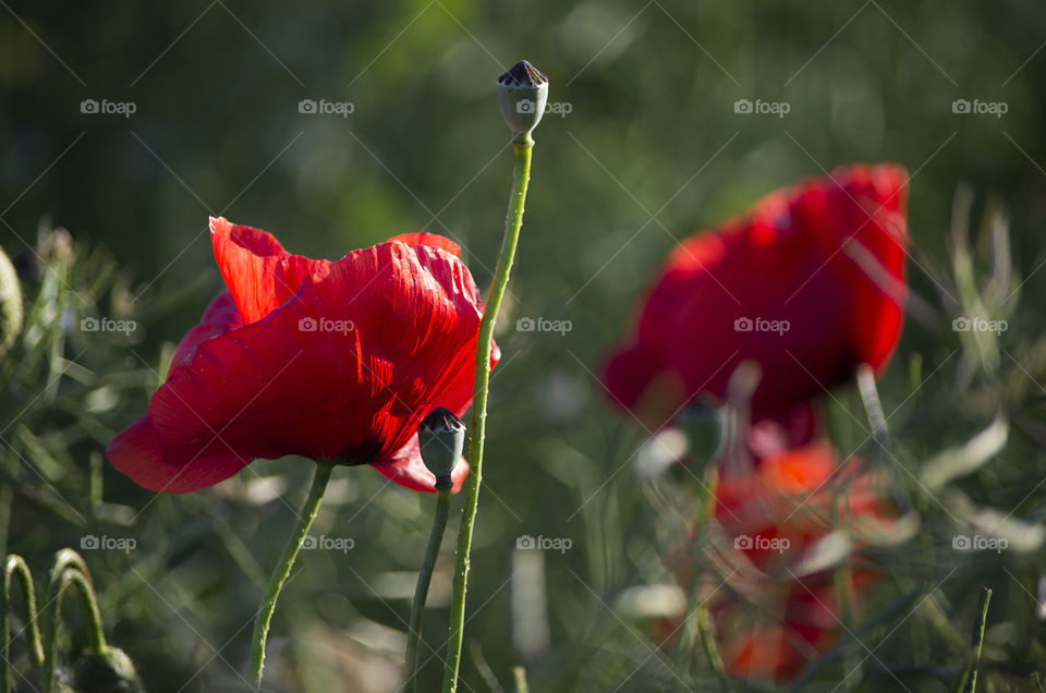 bright red poppies growing in the wild