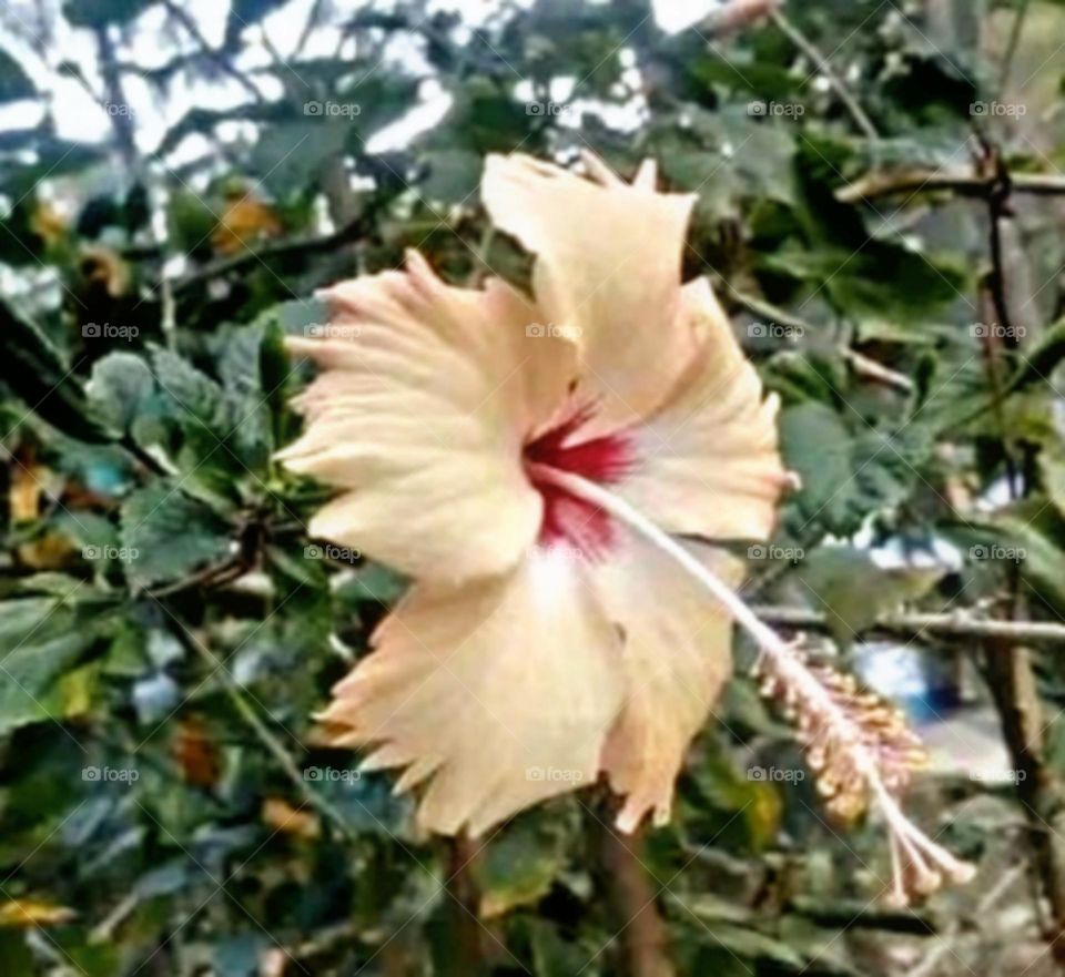 most beautiful and attractive flowers in the garden.