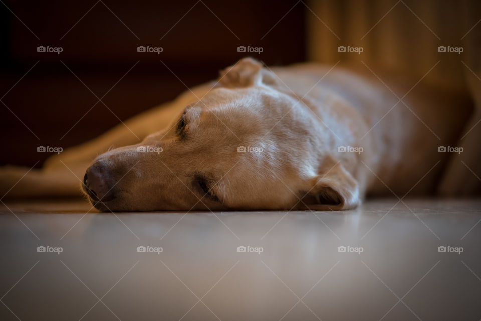Sleepy Labrador 
