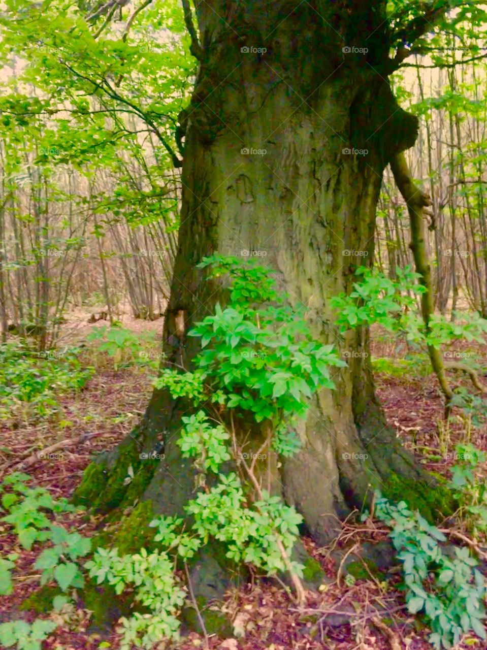 Half shot of a beautiful tree