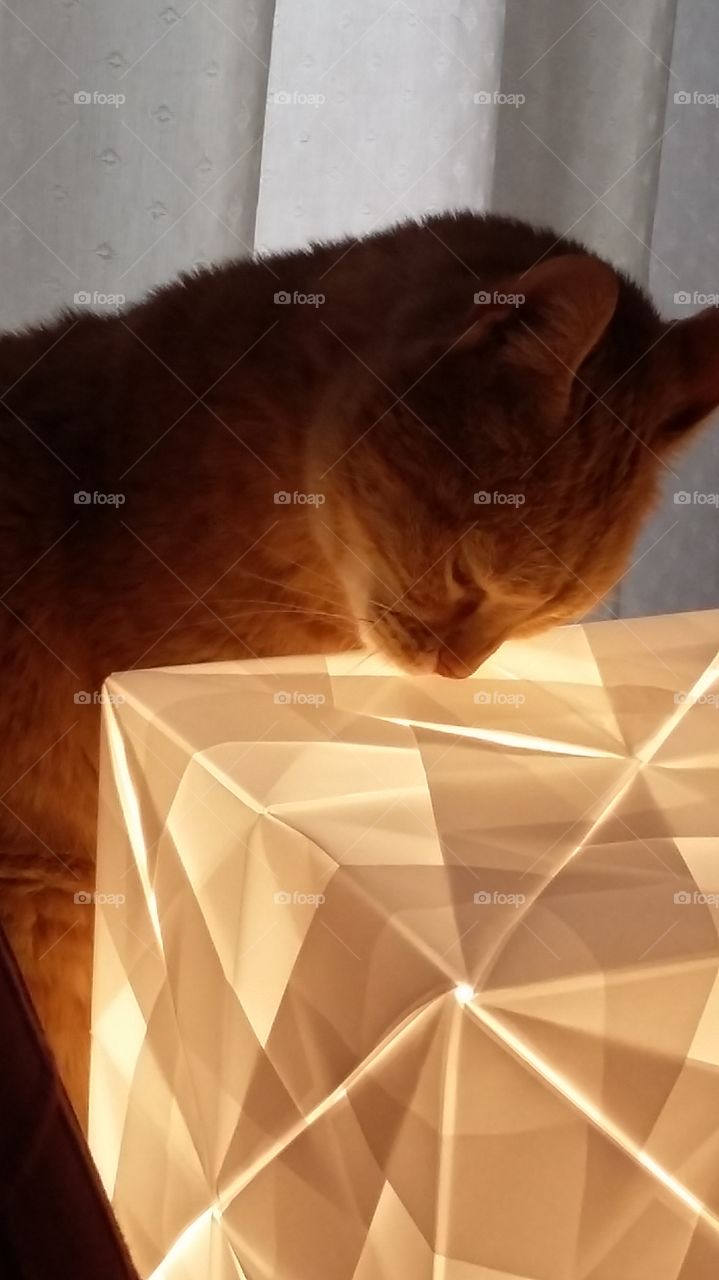 ginger cat with origami lamp