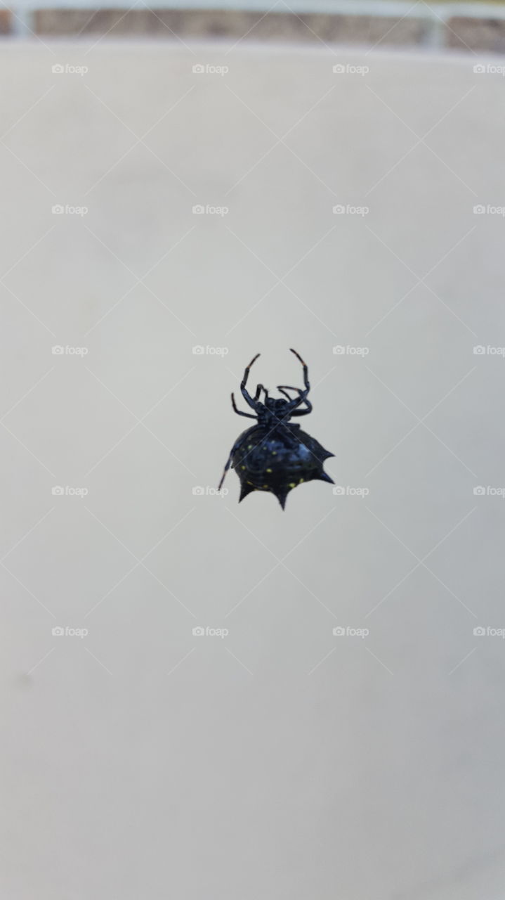 Spider Creeping Up It's Web