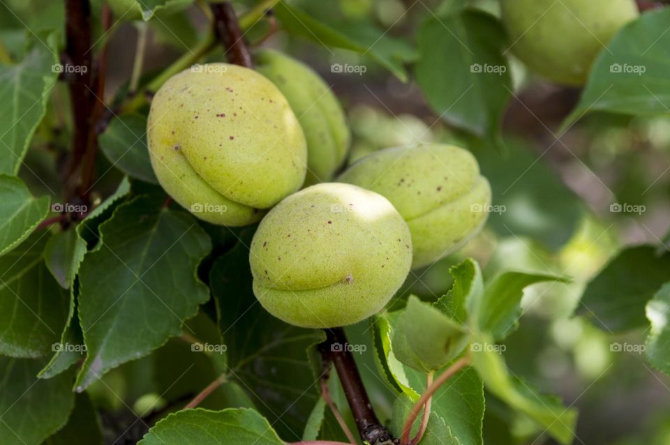 Unripe apricots