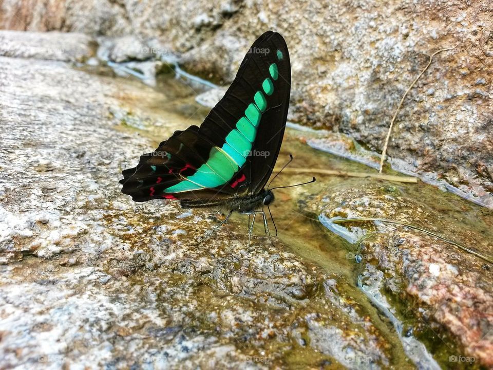 Butterflies are water