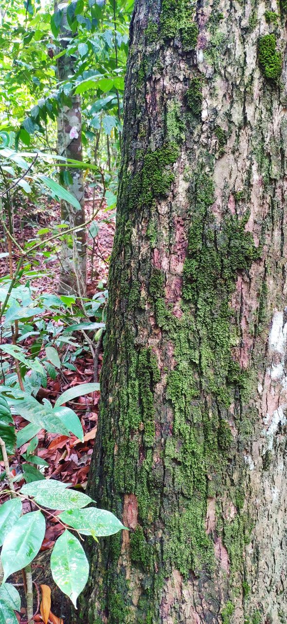 Moss is a unique plant that have stem and leaves but very small as well as love moisture. The Moss growth on the a tree's skin and give the skin some green.