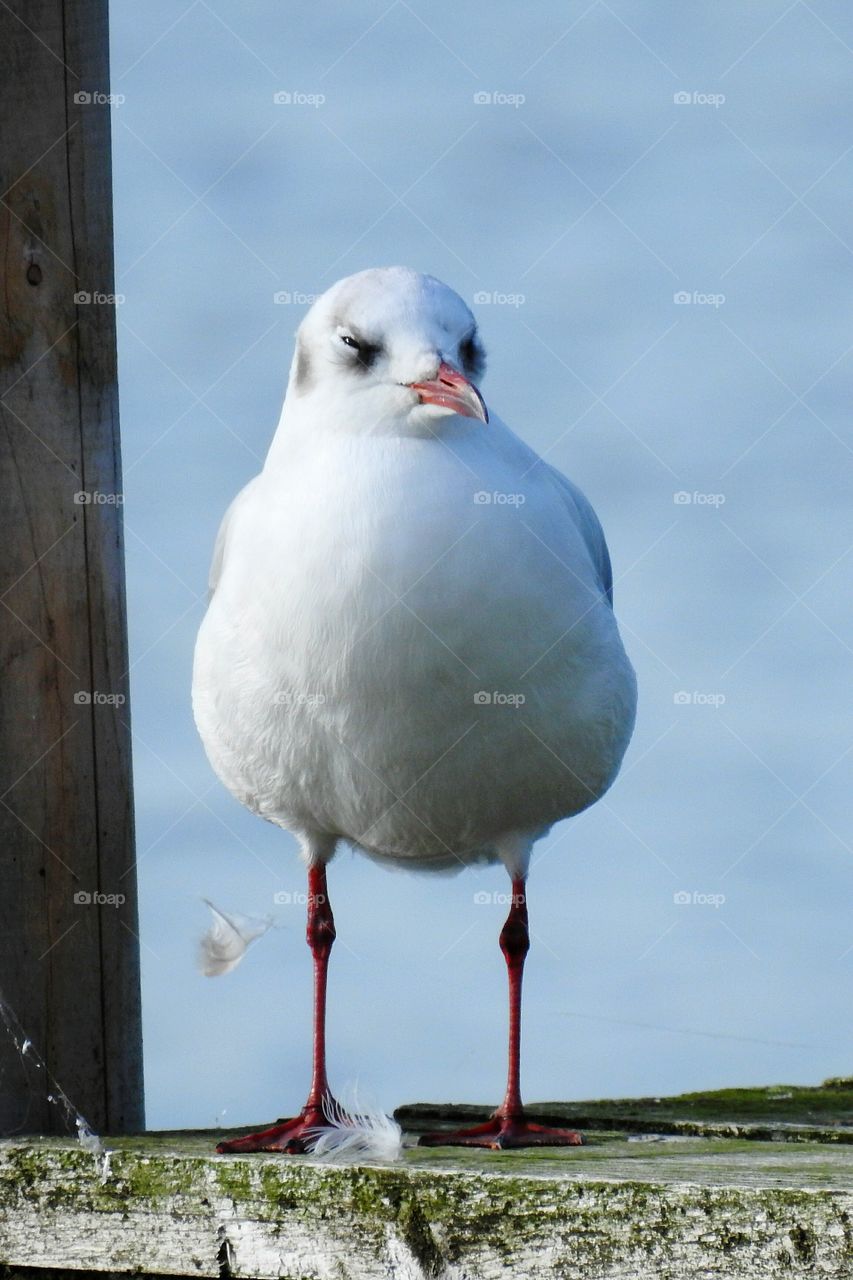 funny seagull
