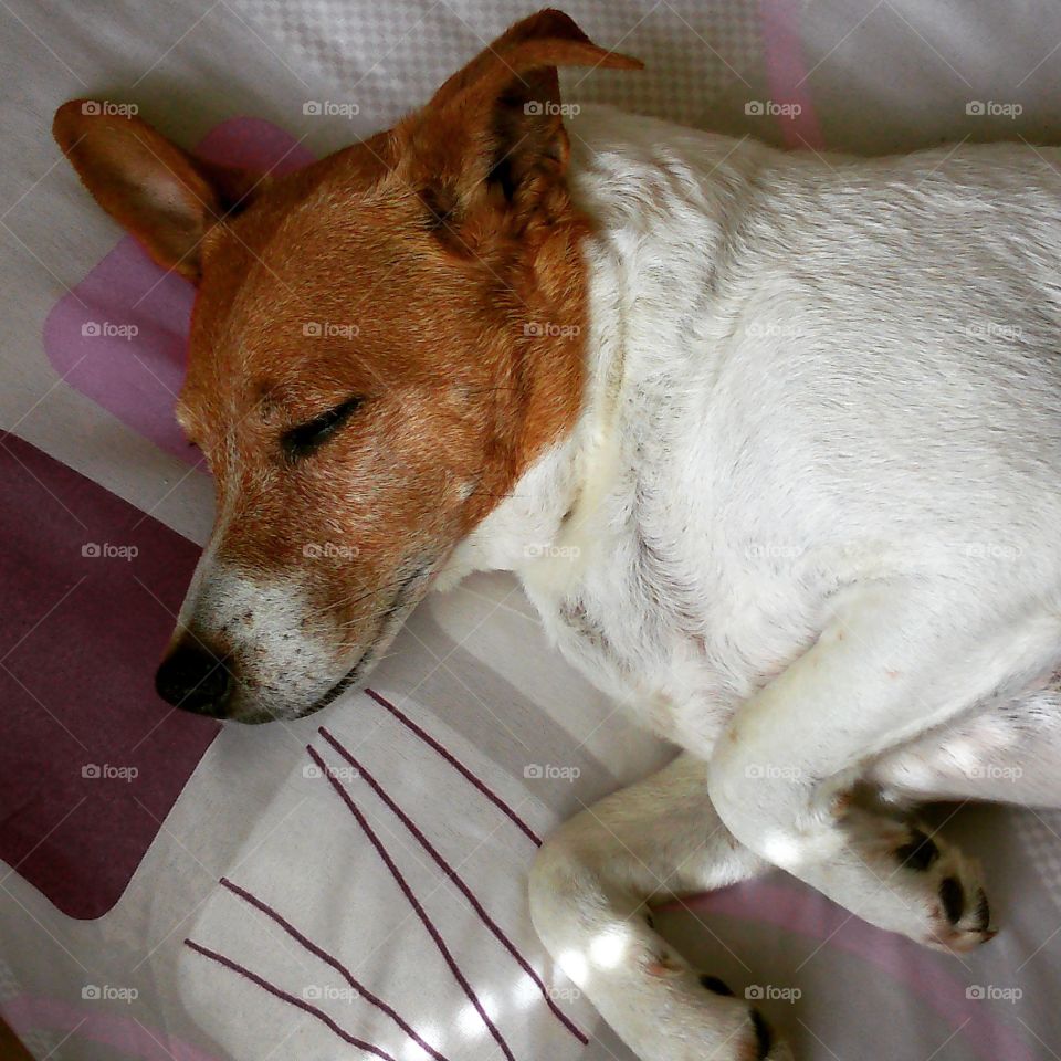 Sleeping Jack Russell Terrier