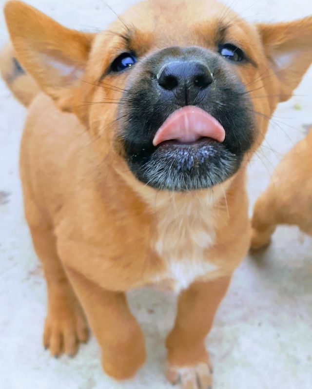 love pets