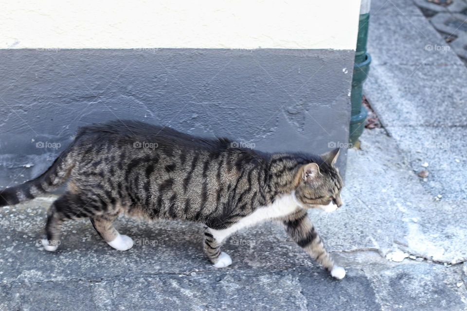 Gray tabby cat in front of gray house