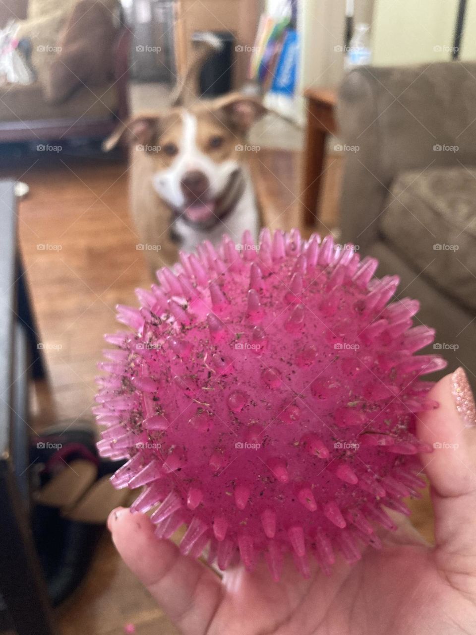 Ball and ready to play dog 🐶