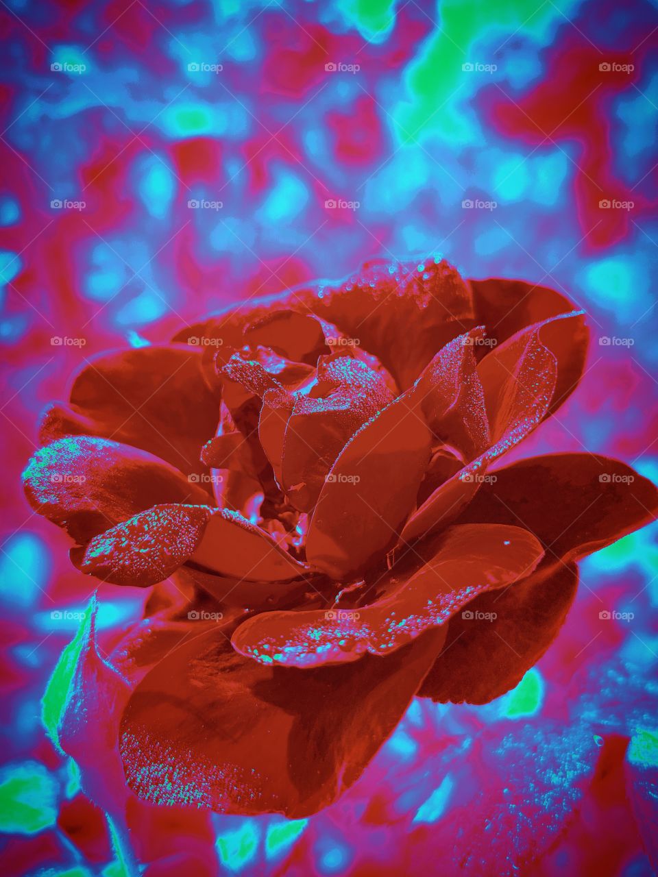 blooming red rose flower with dew drops