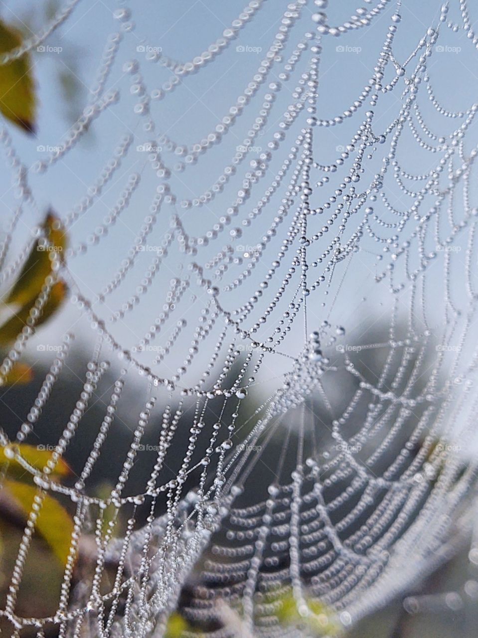 spider web covered with raindrops