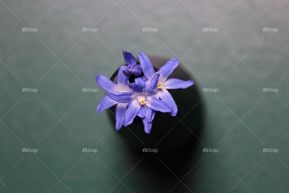 Close up of blue small flowers in vase on green floor