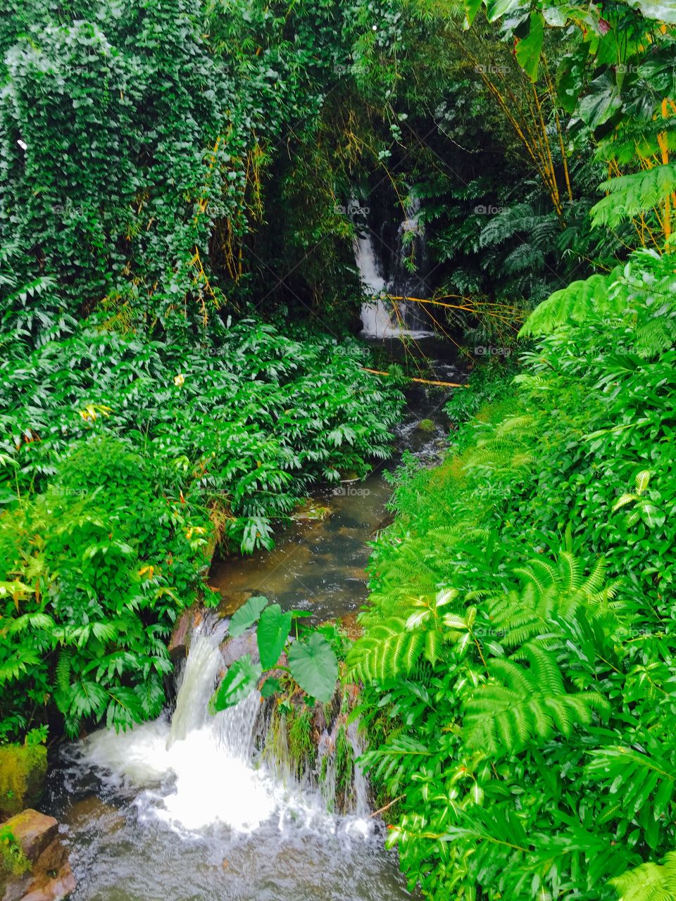 Tropical waterfalls. Tropical brook in Hawaiian rain forest.