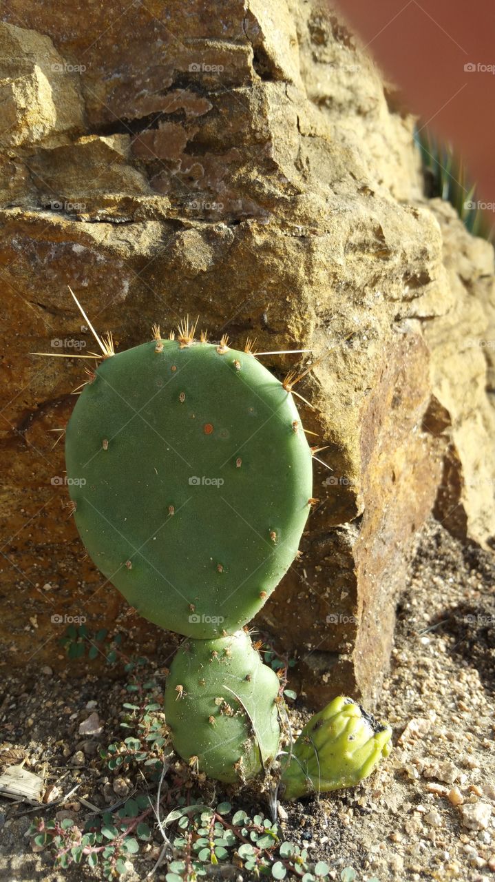 Cactus III