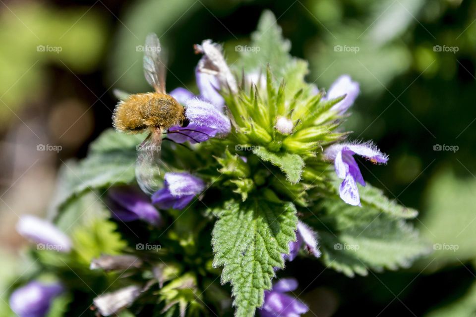 The Bombyliidae are a family of flies. Their common name are bee flies or humbleflies. Adults generally feed on nectar and pollen, some being important pollinators. Larvae are generally parasitoids of other insects.