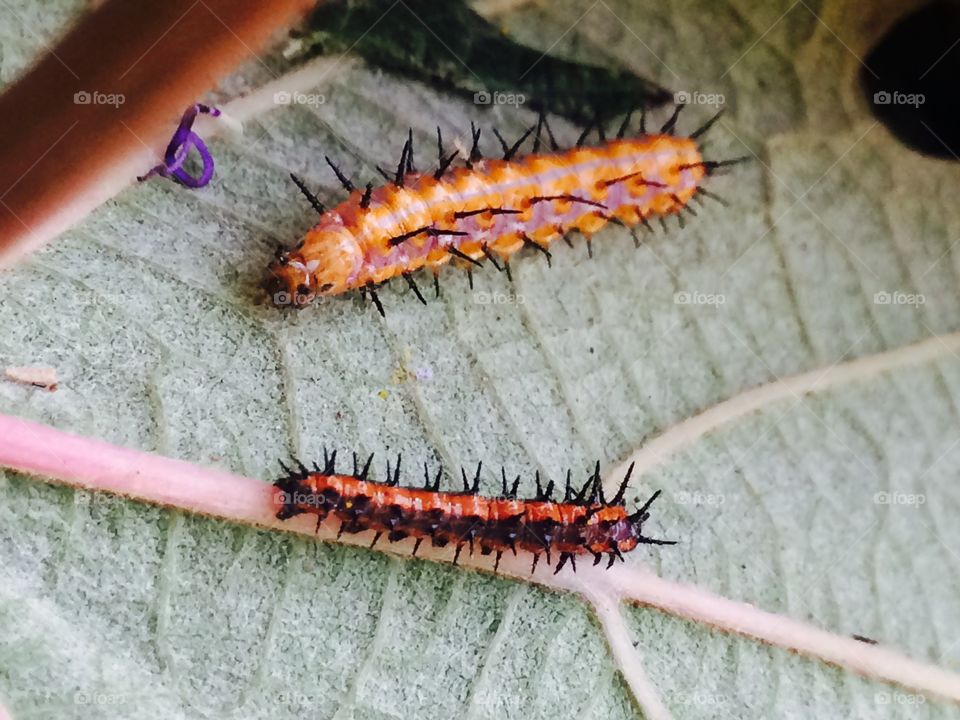 2 caterpillars on a leaf