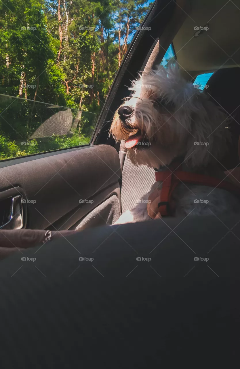 dog travels