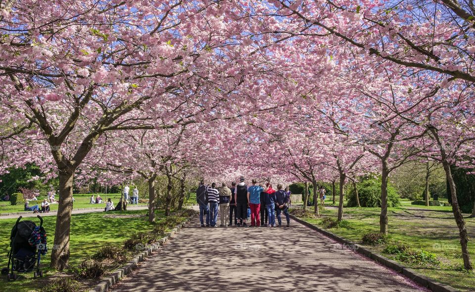 Pink park