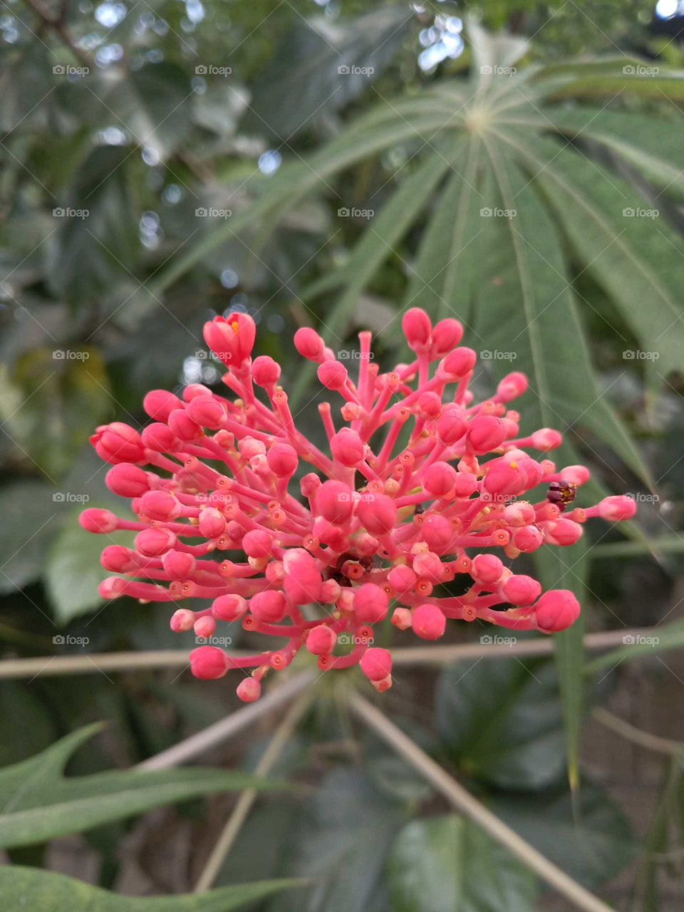 jamiekan (Jamaican) bloom