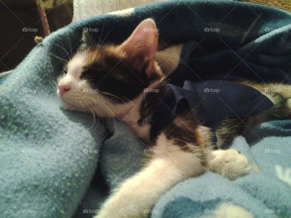 ropa gatito gato bebe durmirndo suspiro tierno