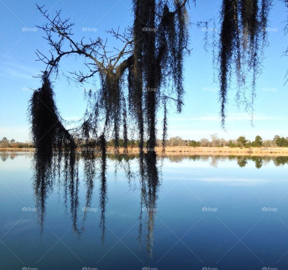 Dream catcher . Tree moss