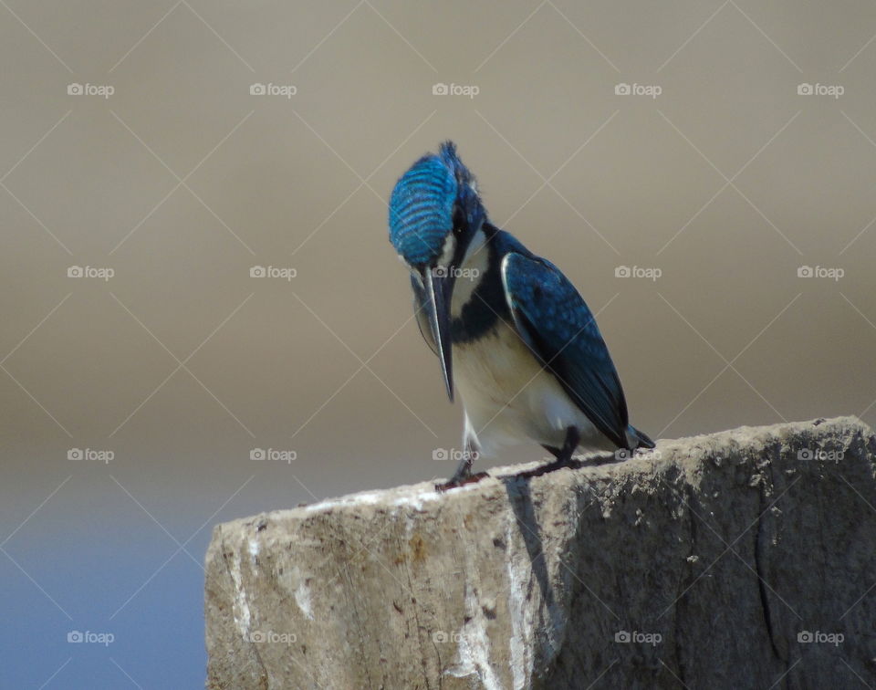 Small Blue Kingfisher. Reality of good think to the next of participate mission at the habitat of its. The strong wind may couldn't be barrier of its destiny. What pity of kingfisher, to faill for the fish at the bill.