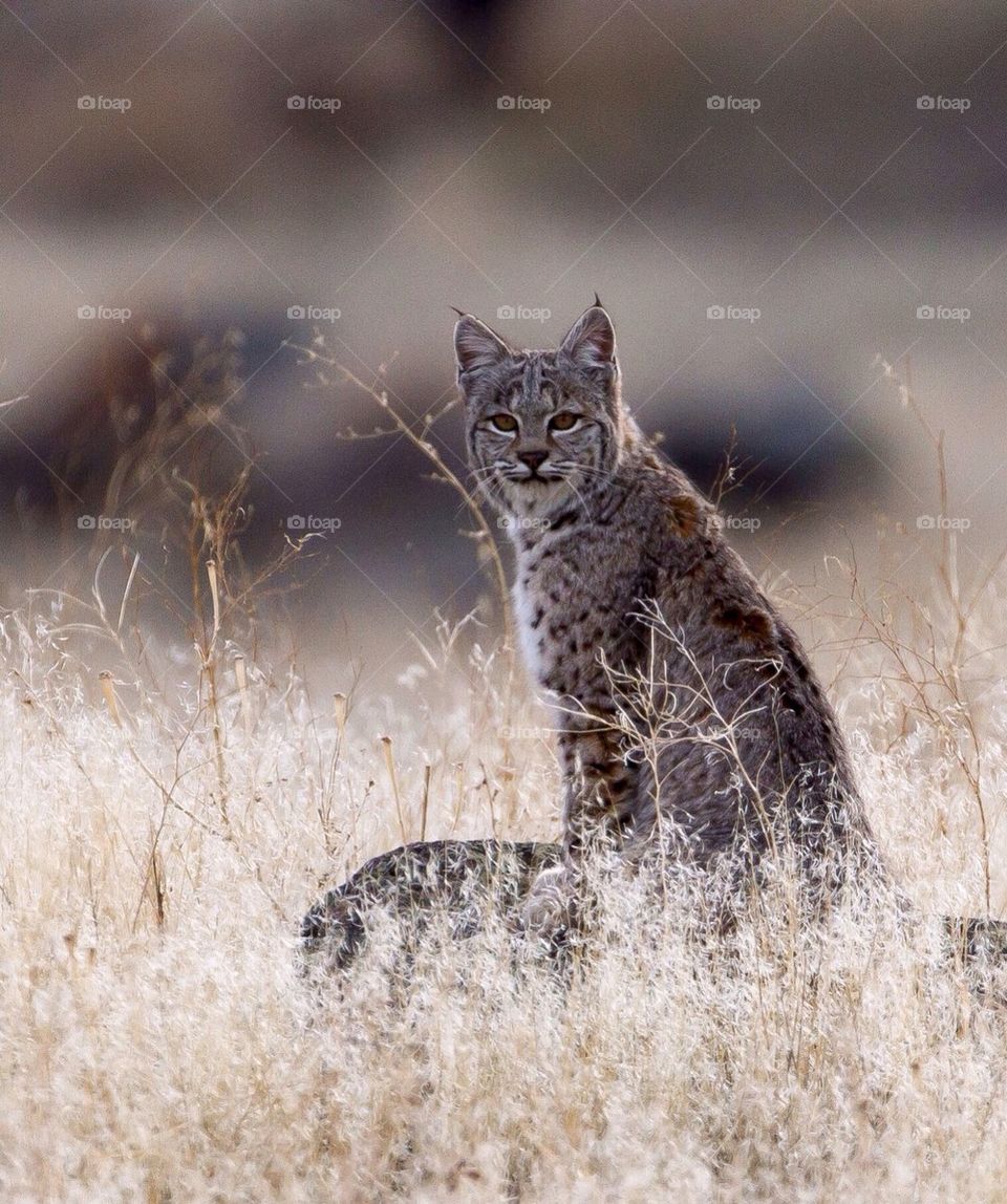 Bobcat