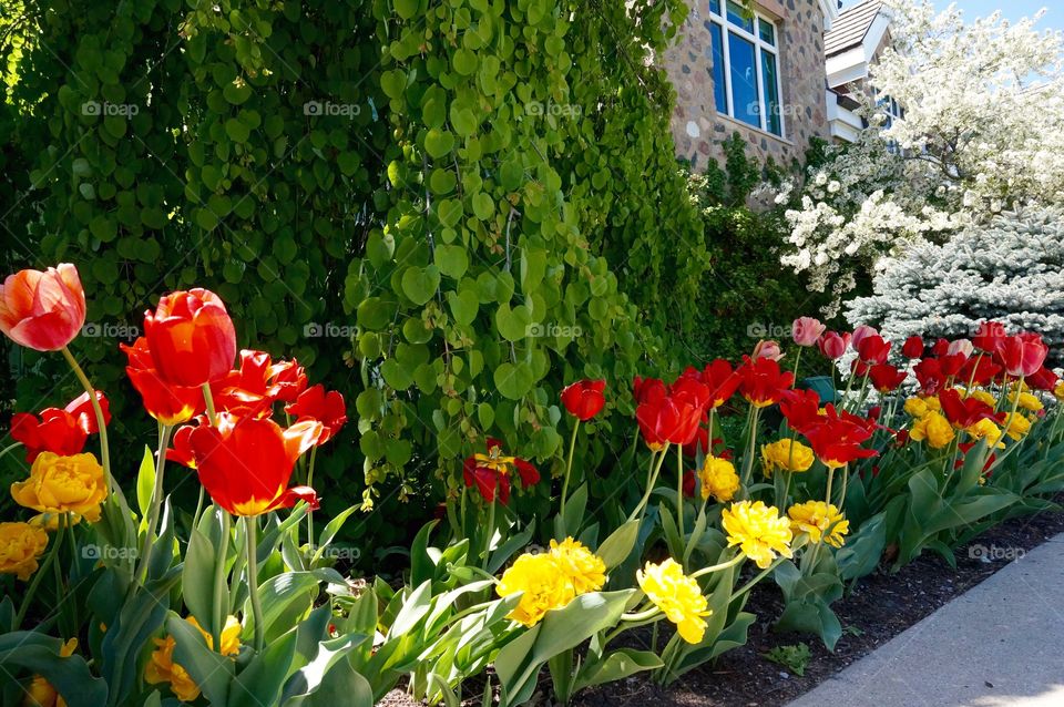 Spring Beauties. Gorgeous Flowers