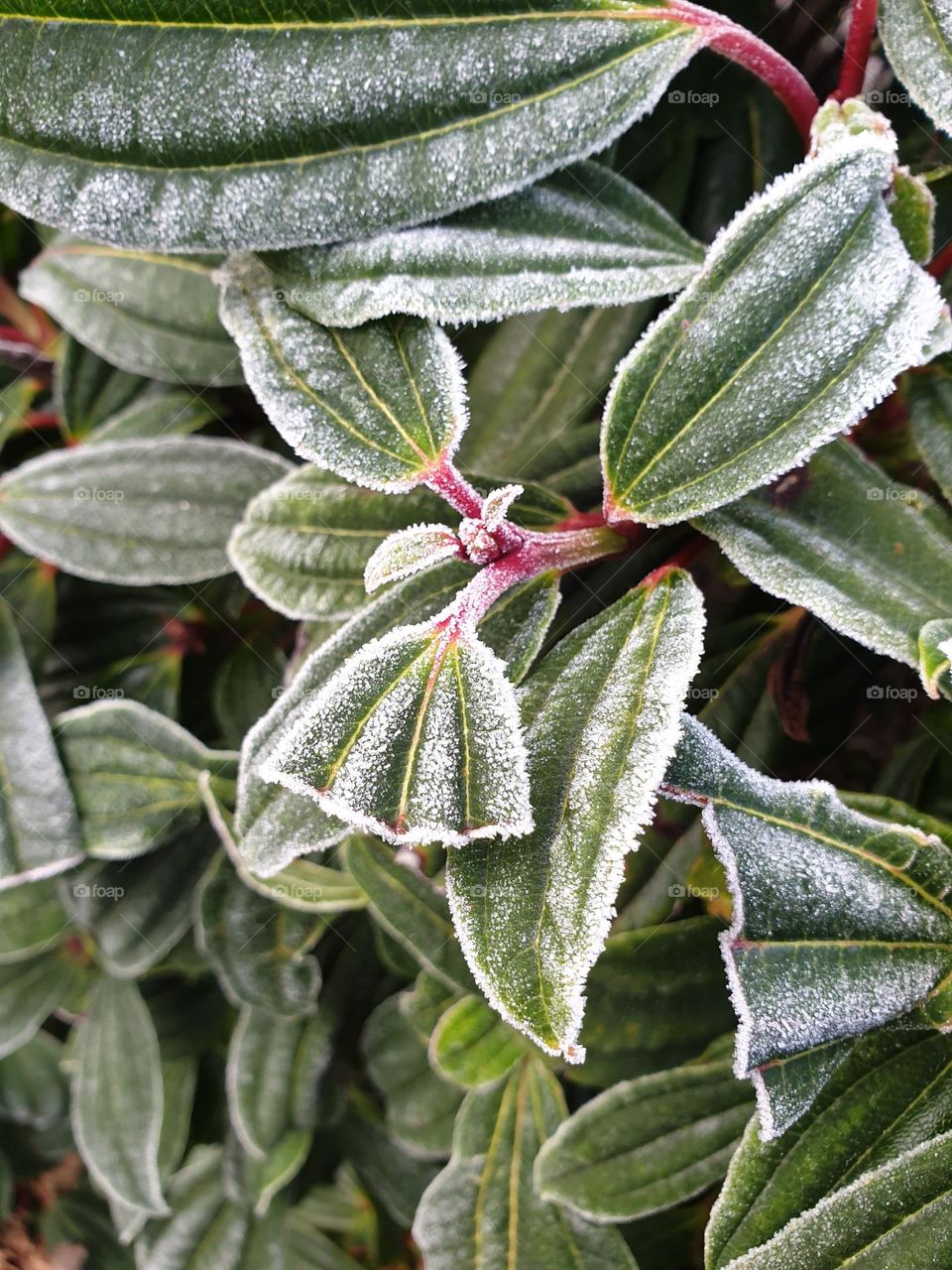 textured frost on a bush with a broken leaf