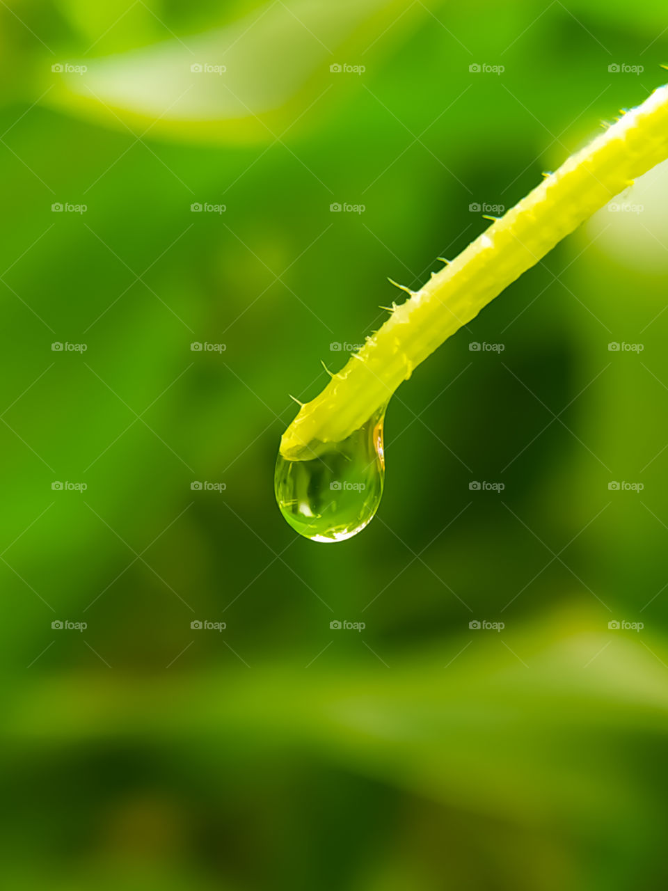 water droplets on the green wood on the green background