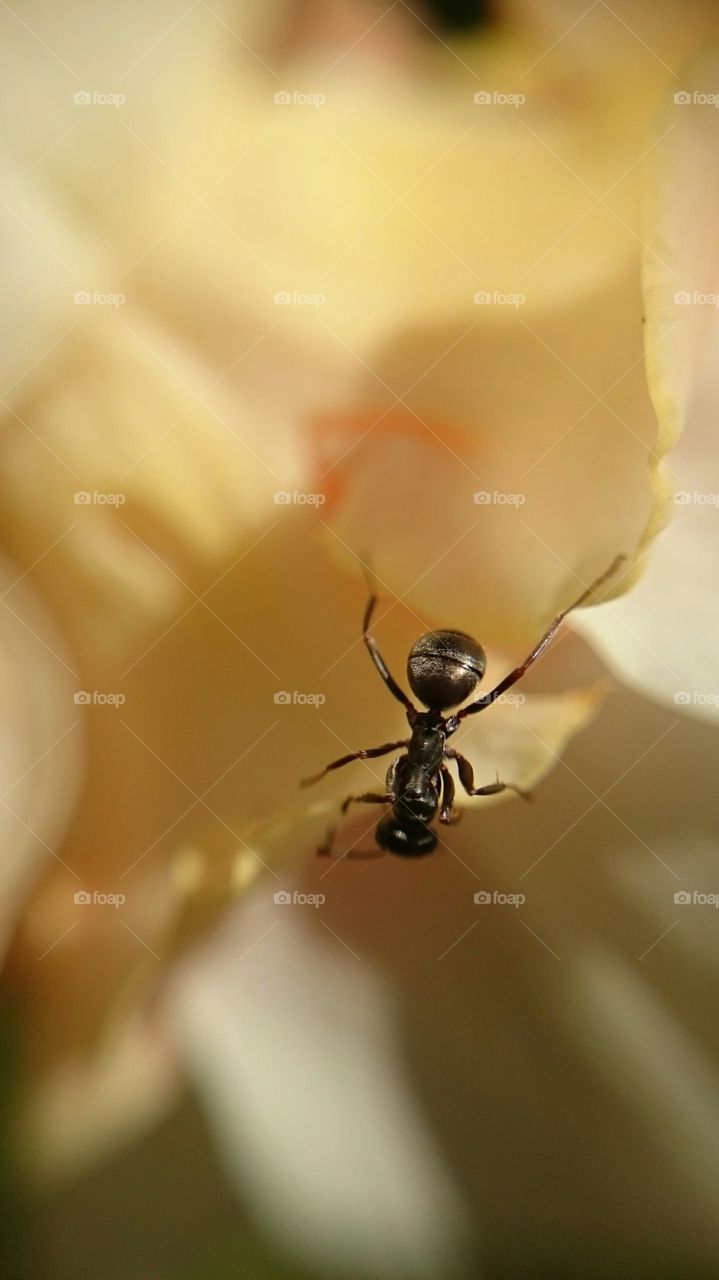 



ANT in a flower