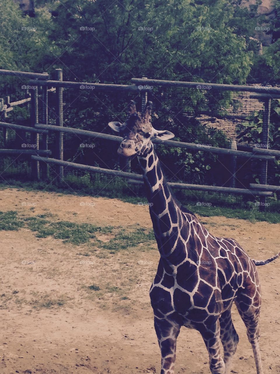 Zoo Giraffes 