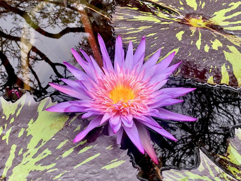 Colorful lily in water garden