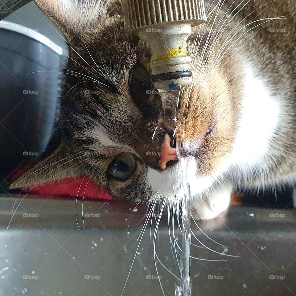 Tiger wants some water from the tap.