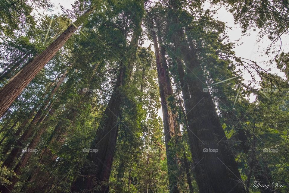Redwood Forest. California redwoods. 