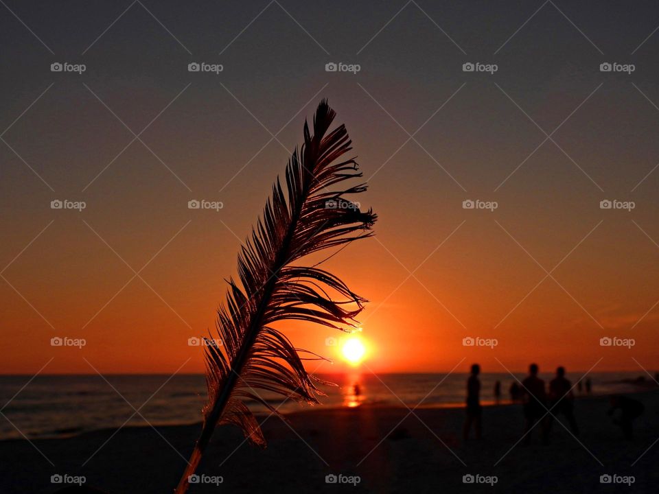 Feather - A silhouette of a wind blown feather separates during a descending sunset 