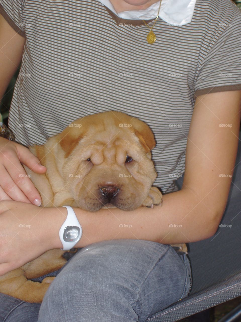 Sharpei puppy