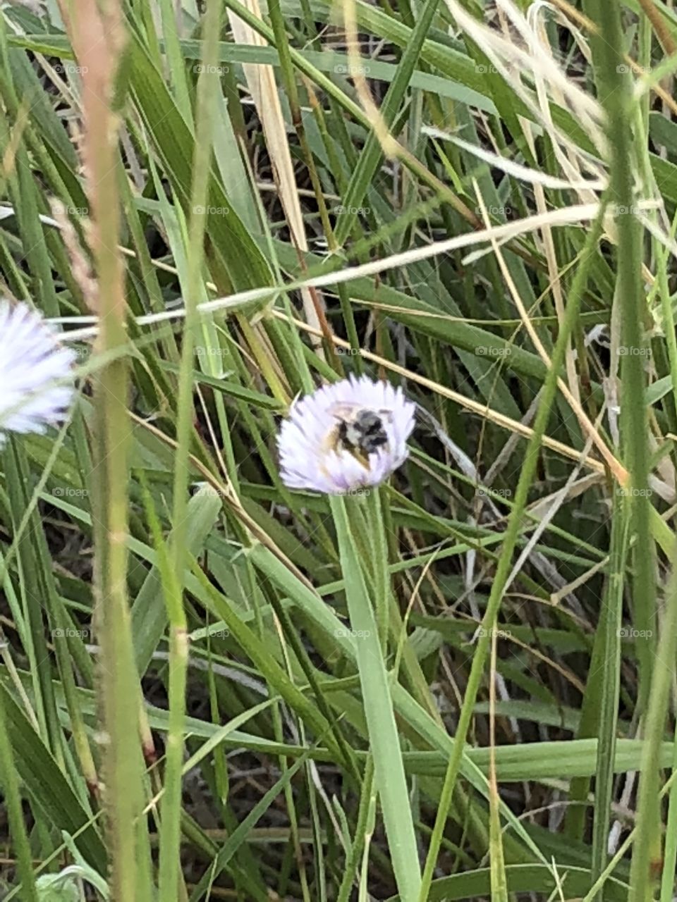 Bees before their fight
