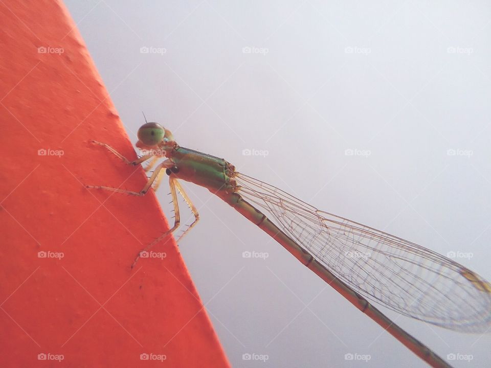 dragonfly