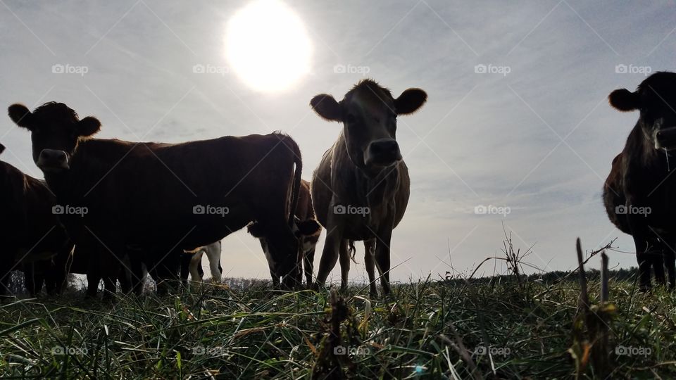 low exposure cows