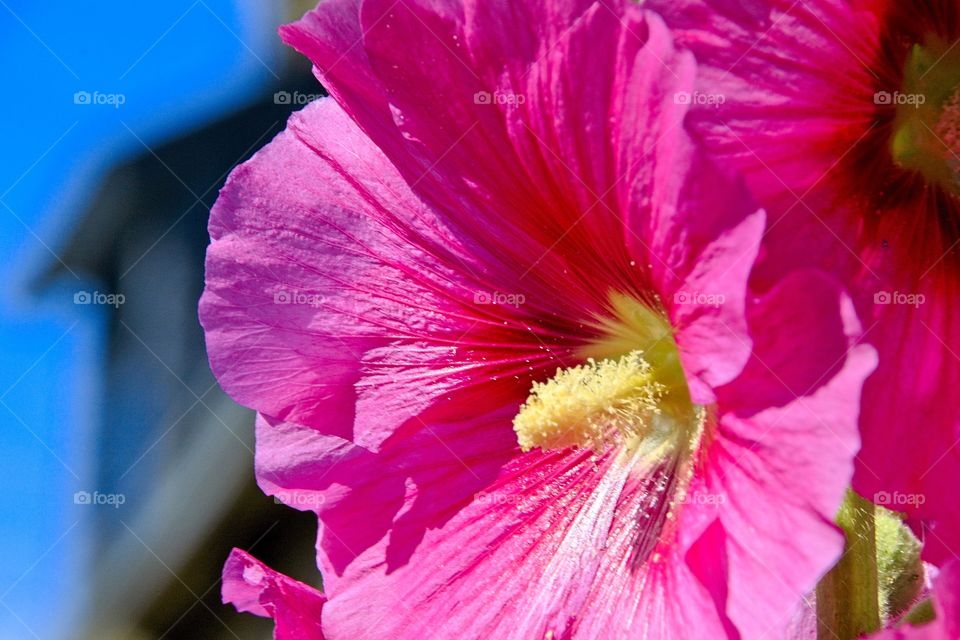 close up of pink flower