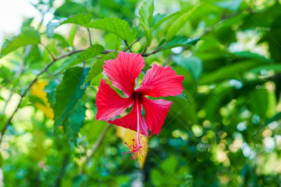 a red flower with green leaves in the background