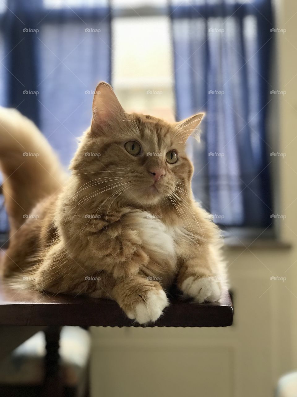 Cute Maine coon cat on a table
