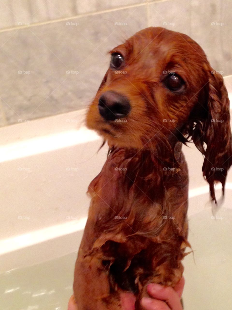 Puppy in the bath 